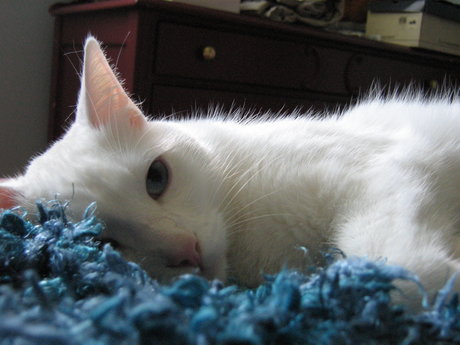 bbw shemale onlyfans sexy Nacktbilder 4K