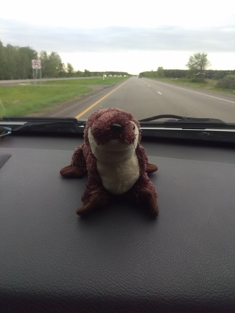 Otter On a Roadtrip OnlyFans Nacktbilder