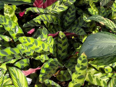 Natey boy OnlyFans Sex geleakt