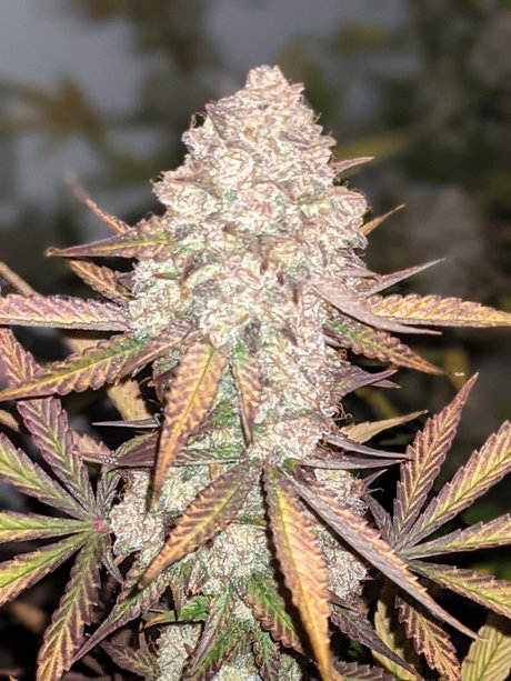 Ganja Farmer OnlyFans Nacktbilder