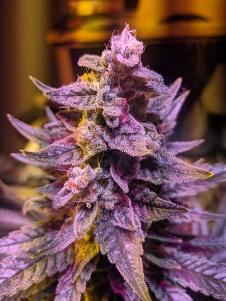 Ganja Farmer OnlyFans-Archiv