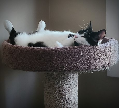 Oreo Cookie NurlyFans-Pornos