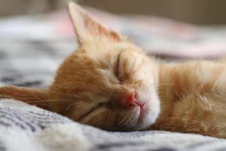 Wilhelm AF Porn OnlyFans Leaks