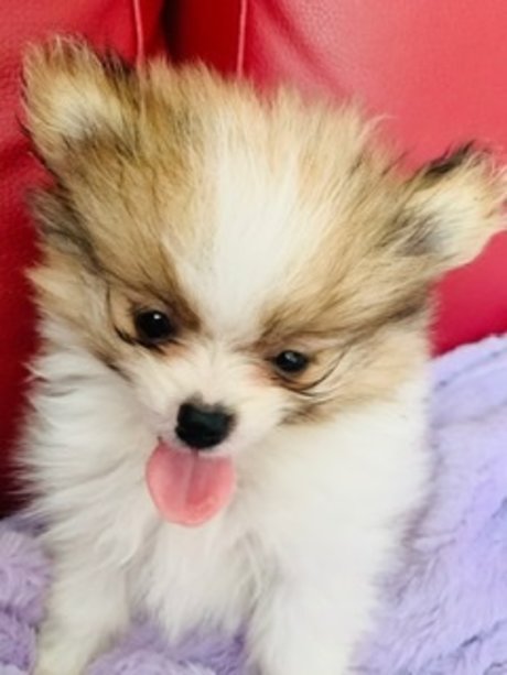 Kaju Nackt auf OnlyFans Leak