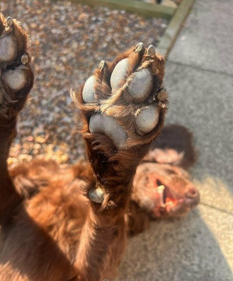 leorose02 Nacktbilder OnlyFans