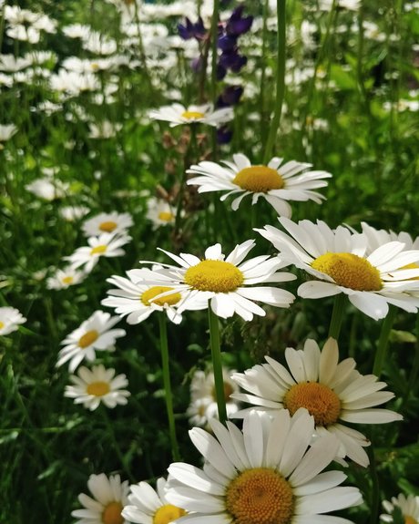 Vipetys Sneak Peek Füße OnlyFans