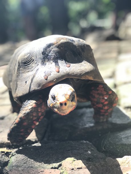 Jon Jinx OnlyFans Pornografie