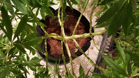 Ghost Face 89 OnlyFans-Model