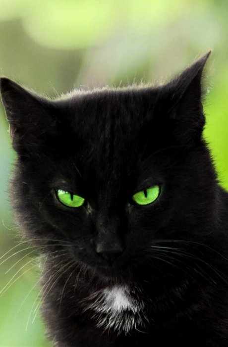 Summer Cat OnlyFans-Leak