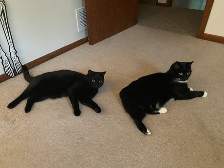 SpookyKittyGuyXXX Nackt OnlyFans