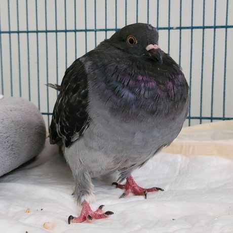 OnlyCoos OnlyFans Sex Leaks