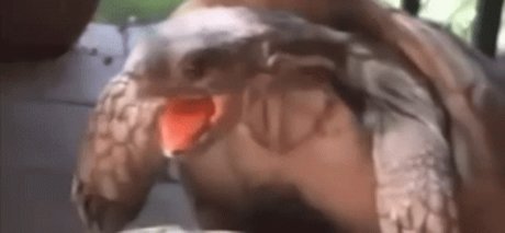 Chupacabra OnlyFans Nackt Content