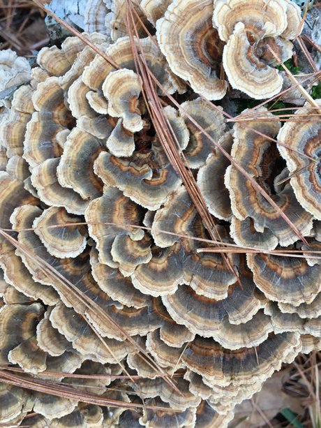 Too Many Potatos OnlyFans Mega