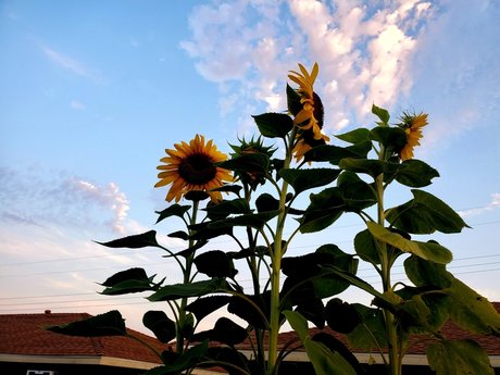 Hot amp amp Spicy Tofu Oben ohne OnlyFans