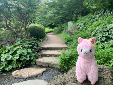 _Mai Hakoiri Leaked OnlyFans