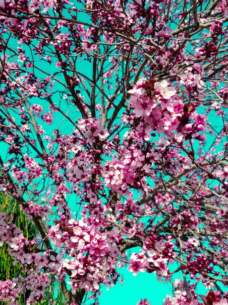 Maddawg OnlyFans Nacktbilder geleakt