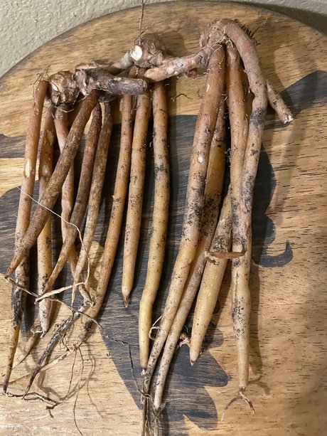 The plantguy OnlyFans geleakte Pornografie