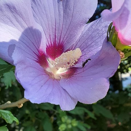 Princess Peech OnlyFans-Bild