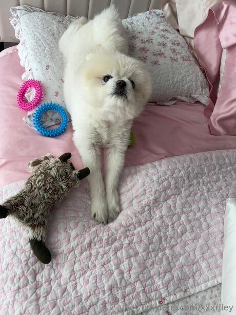 xxxriley OnlyFans Pornografie geleakt