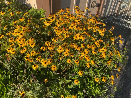 petal valentine Nacktbilder geleakt OnlyFans