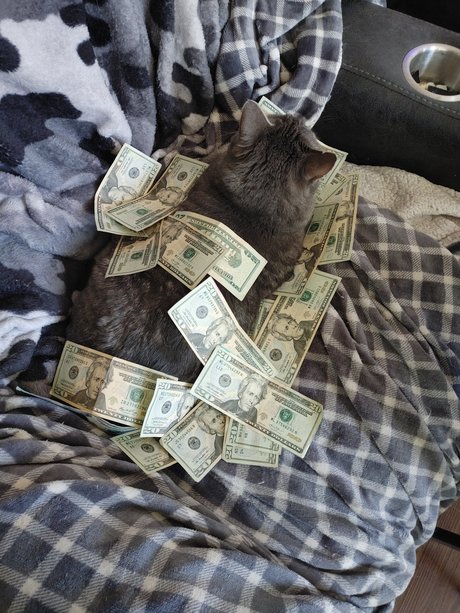 7 Cats Gratis OnlyFans