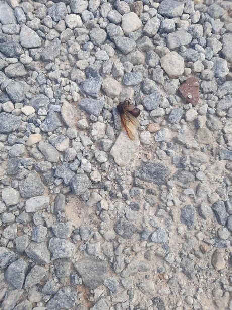 Desativado OnlyFans Nacktfotos