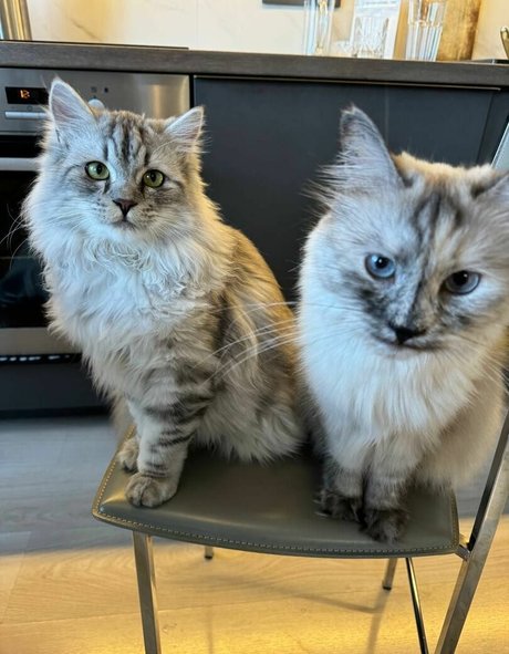 MonroCocos OnlyFans-Archiv