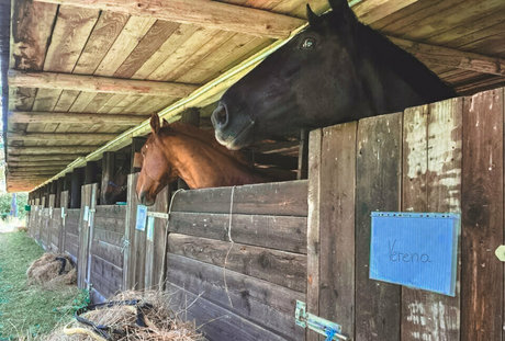 truestellablue OnlyFans