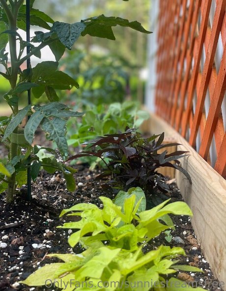 sunniestreamsfree OnlyFans X