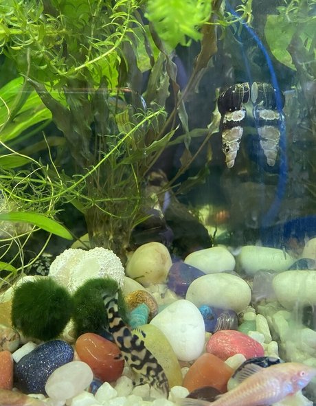 buffbandittfree OnlyFans