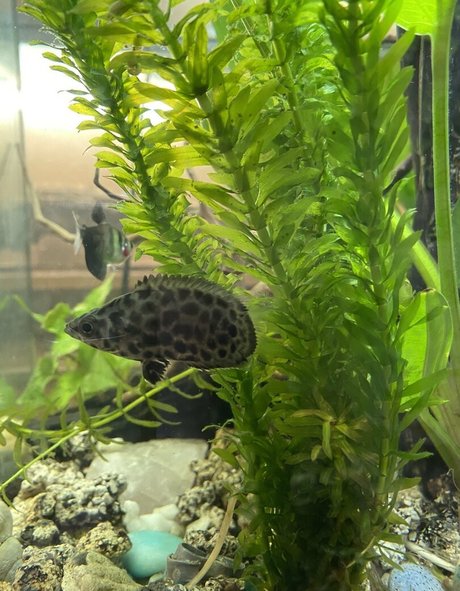 buffbandittfree OnlyFans Nackt Leaks