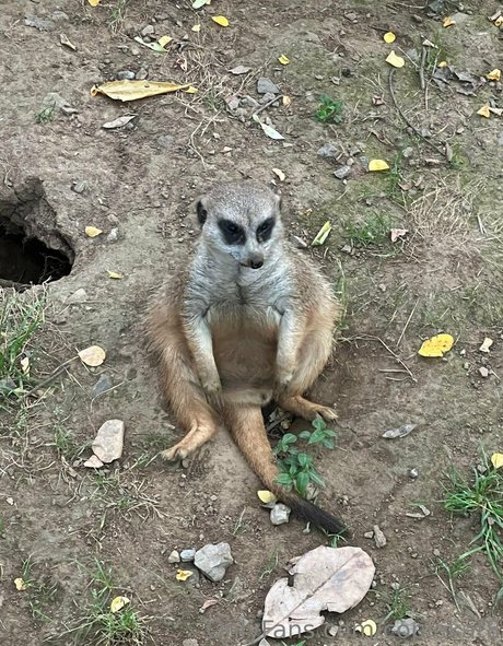 copiekat8 OnlyFans geleakte Brüste