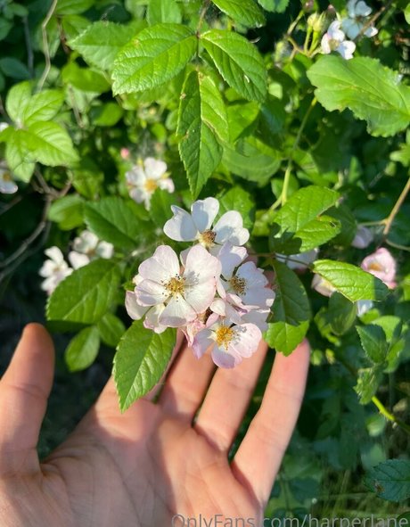 harperlane Leaked OnlyFans Bilder