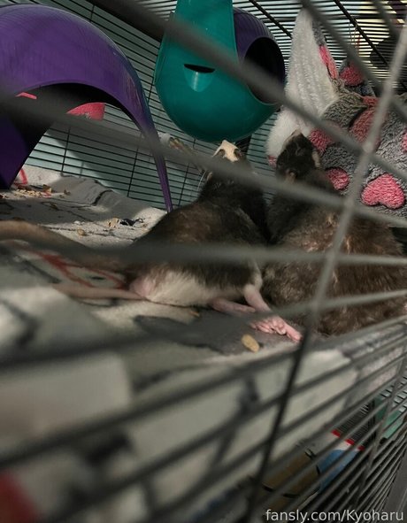 Kyoharu Sexy OnlyFans