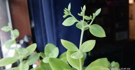 pinkplushieplants OnlyFans Nackt