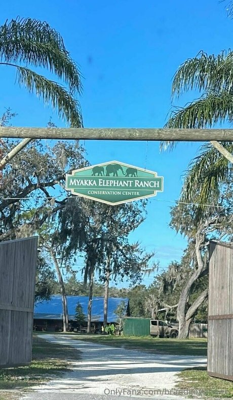 brandilovefreee OnlyFans Gratis Porn