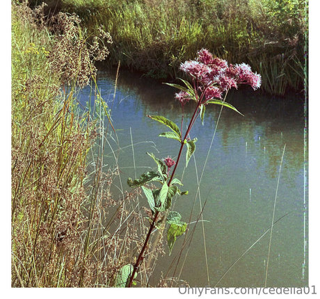 cedella01 OnlyFans OnlyFans