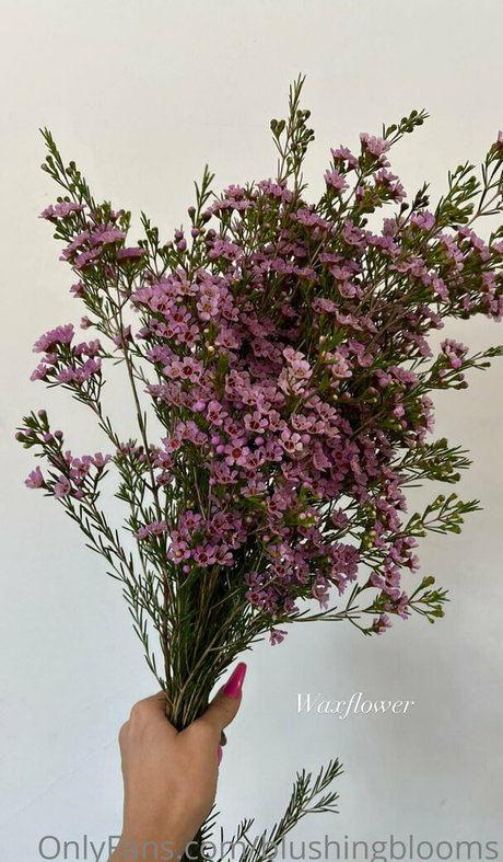 blushingblooms Brüste OnlyFans