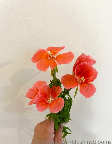 blushingblooms OnlyFans Archiv