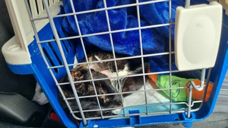 Billiebugcosplay Kostenloses OnlyFans