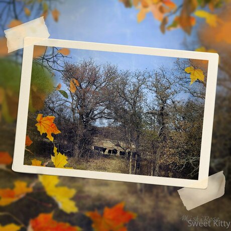 Sweetkitty777 OnlyFans Nacktbilder