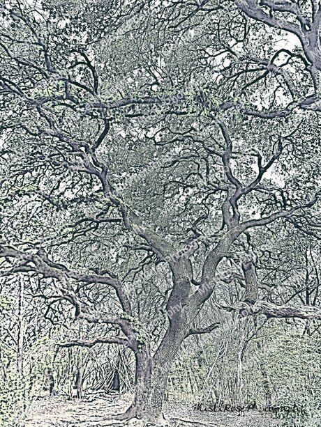 Sweetkitty777 OnlyFans Modelfoto