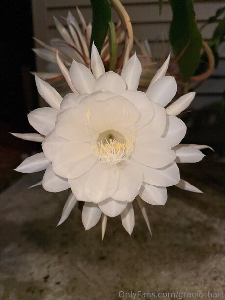 Gracie Hart Neue OnlyFans Leaks