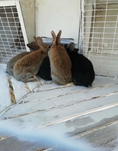 mirniy OnlyFans-Archiv