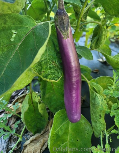 deealice OnlyFans öffentliche Fotos OnlyFans