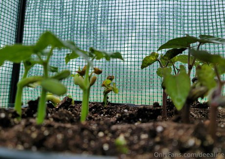 deealice Nacktbilder-Leaks von OnlyFans