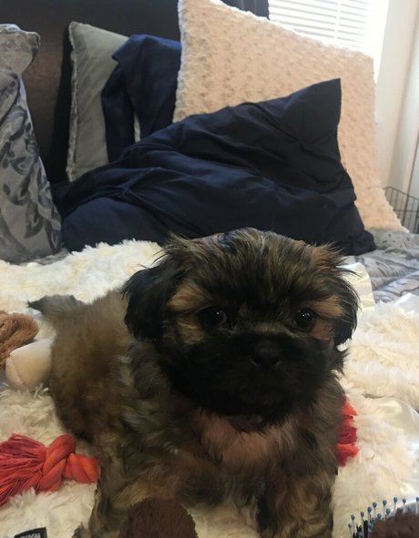 sablevanell OnlyFans Sextape geleakt