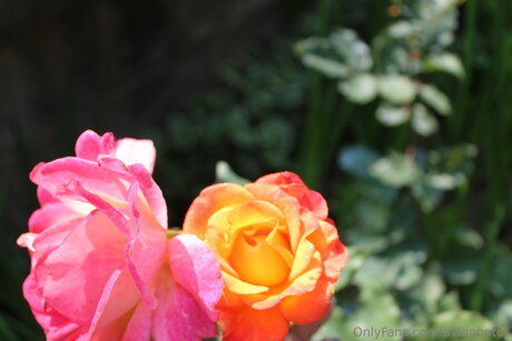 Avibphotos Kostenlose OnlyFans-Pornos