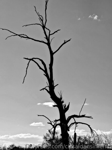 Cissaldansinferno Neue OnlyFans Leaks