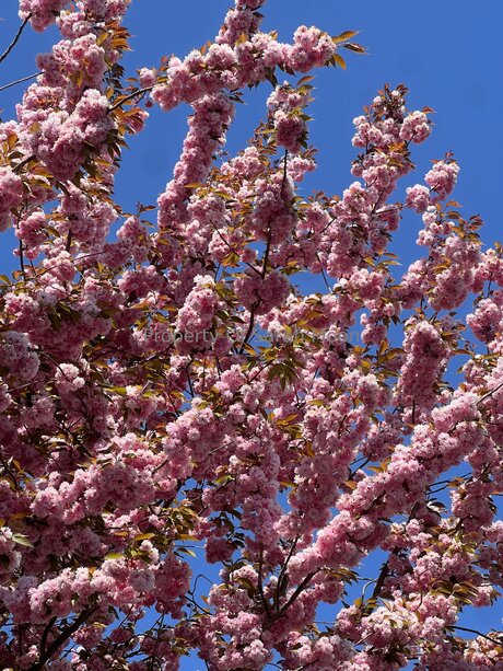 Sarahmoonsg OnlyFans Leaj